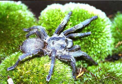 CHAETOPELMA GRACILE WEIBCHEN1
